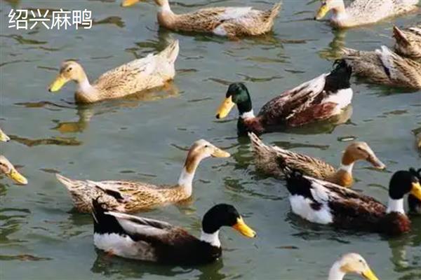 麻鸭的产地，产地有微山、西林等