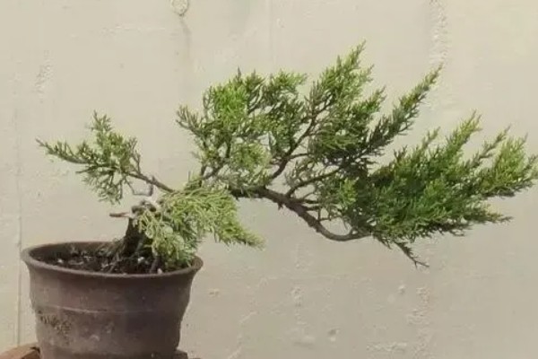 龙柏有什么寓意，象征祥瑞以及长寿