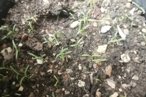 牵牛花种子的种植时间，一般在3-4月份播种