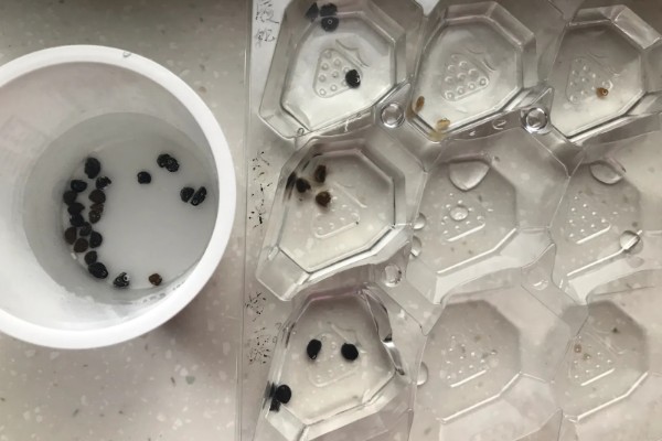 牵牛花种子的种植时间，一般在3-4月份播种