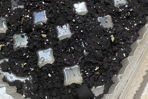 牵牛花种子的种植时间，一般在3-4月份播种