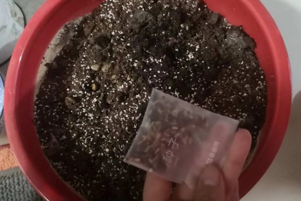 牵牛花种子的种植时间，一般在3-4月份播种