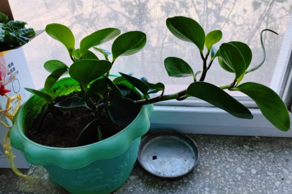 豆瓣绿可以晒太阳吗，让植株接受散光即可