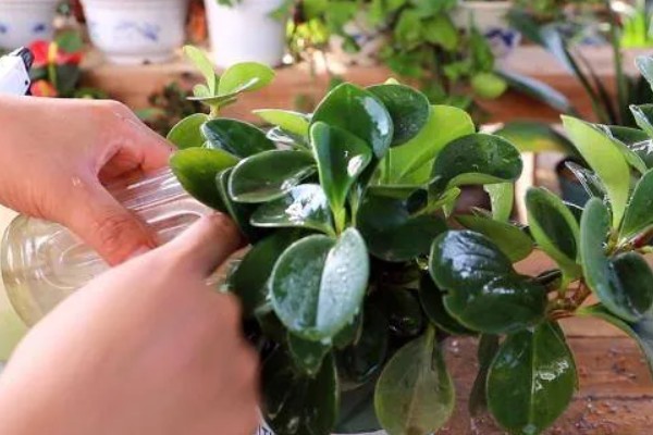 豆瓣绿可以晒太阳吗，让植株接受散光即可