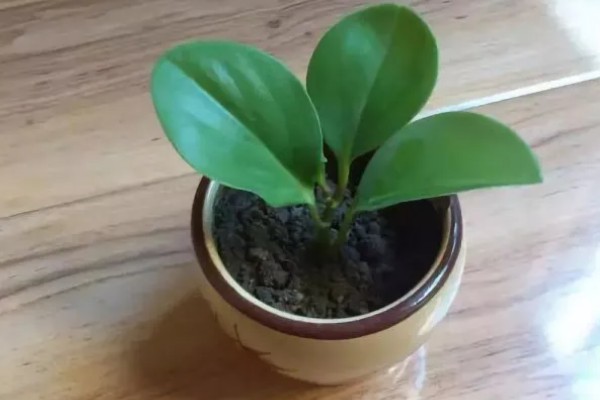 豆瓣绿可以晒太阳吗，让植株接受散光即可