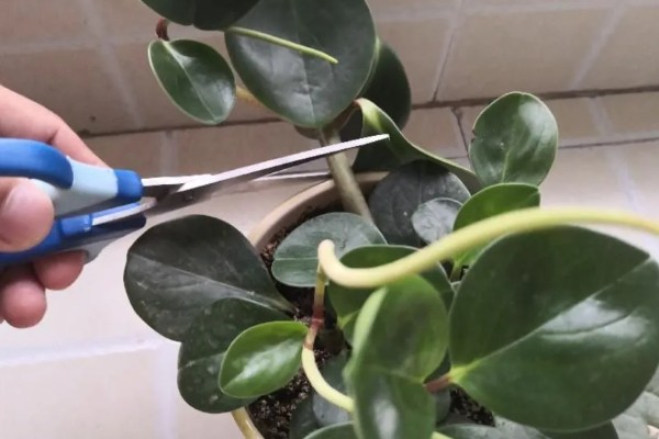 豆瓣绿可以晒太阳吗，让植株接受散光即可