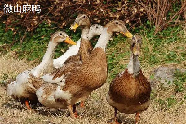 麻鸭的产地，产地有微山、西林等