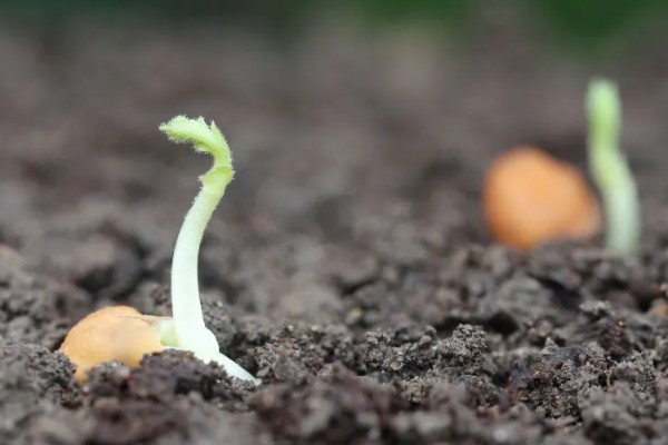 玉米的种植方法，用除虫药拌种后再播种
