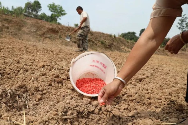玉米的种植方法，用除虫药拌种后再播种