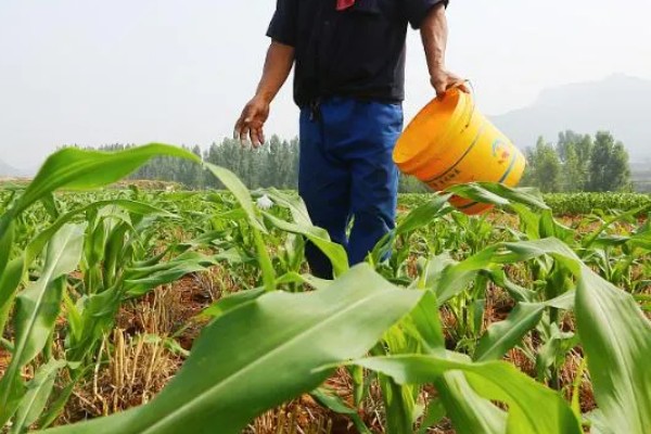 玉米的种植方法，用除虫药拌种后再播种