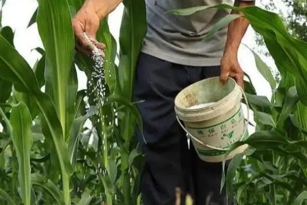 玉米的种植方法，用除虫药拌种后再播种