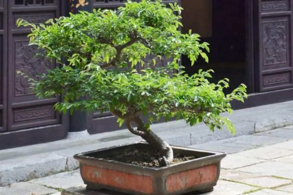 怎么养殖榆树，每隔5-7天浇一次水