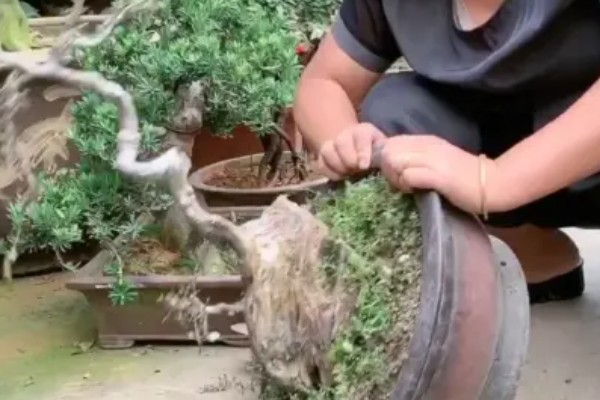 怎么养殖榆树，每隔5-7天浇一次水