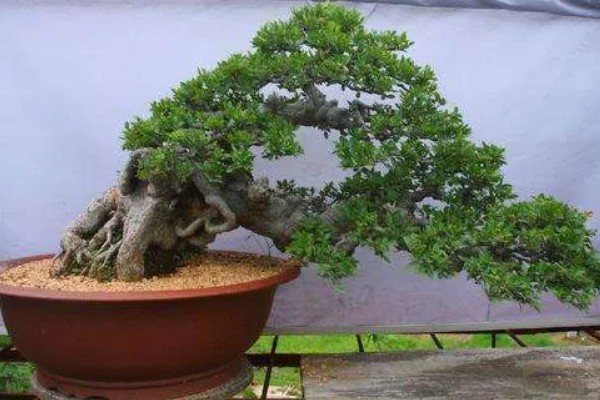 怎么养殖榆树，每隔5-7天浇一次水