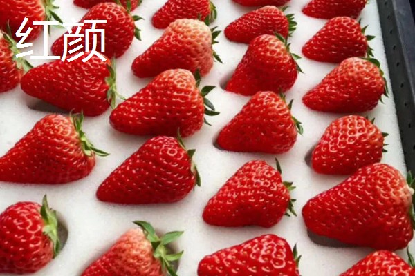 女峰草莓的产地，原产于日本如今我国多个省份都有栽培
