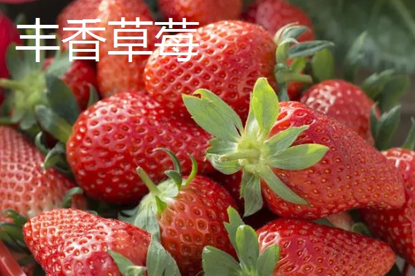 女峰草莓的产地，原产于日本如今我国多个省份都有栽培