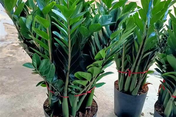 夏季如何养护金钱树，温度过高时每天都要浇透一次水