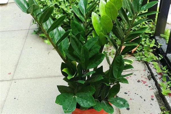 夏季如何养护金钱树，温度过高时每天都要浇透一次水