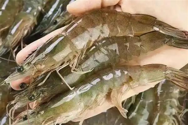 常见虾有什么食性，幼年对虾以小型甲壳类为主食