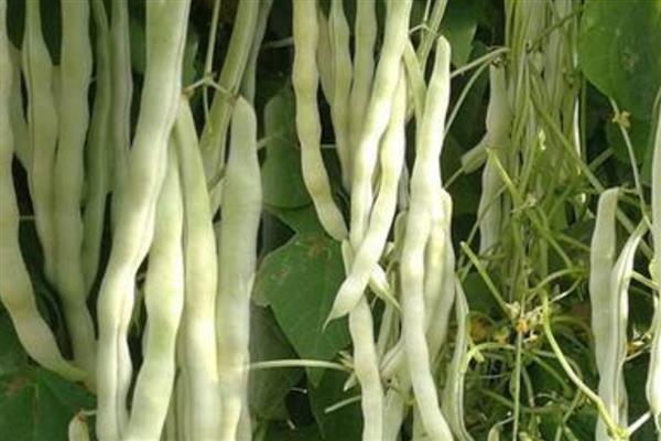 白不老豆角的种植方法，可在3月中旬进行露地栽培