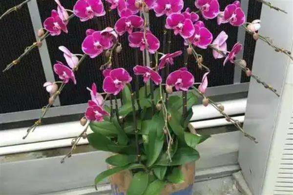蝴蝶兰春化能放冰箱里吗，不可以放在冰箱中春化