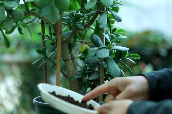玉树需要施什么肥料，出现茎秆过细就要使用氮磷钾肥