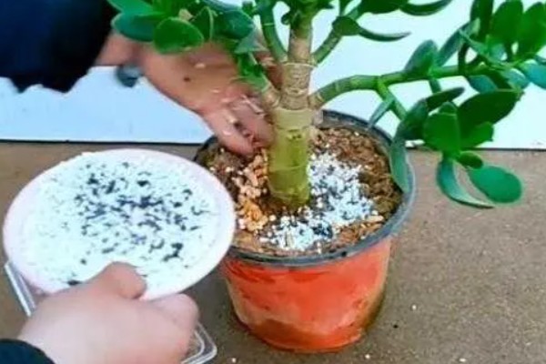 玉树需要施什么肥料，出现茎秆过细就要使用氮磷钾肥