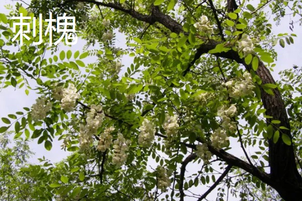 果园忌栽的树种，忌栽刺槐、柏树等
