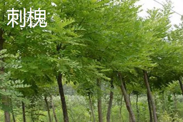 果园忌栽的树种，忌栽刺槐、柏树等