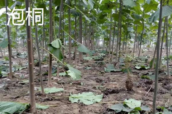 果园忌栽的树种，忌栽刺槐、柏树等