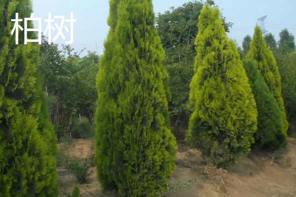 果园忌栽的树种，忌栽刺槐、柏树等