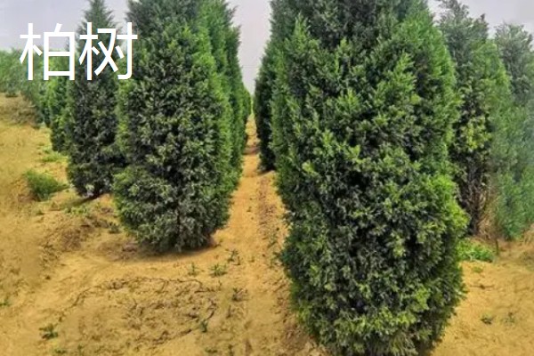 果园忌栽的树种，忌栽刺槐、柏树等