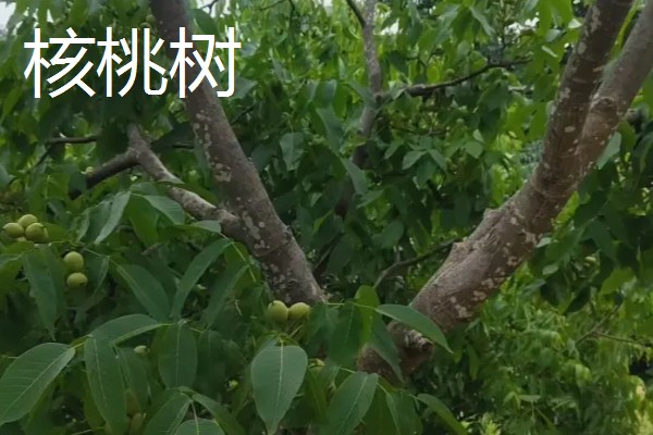 果园忌栽的树种，忌栽刺槐、柏树等