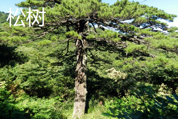 果园忌栽的树种，忌栽刺槐、柏树等