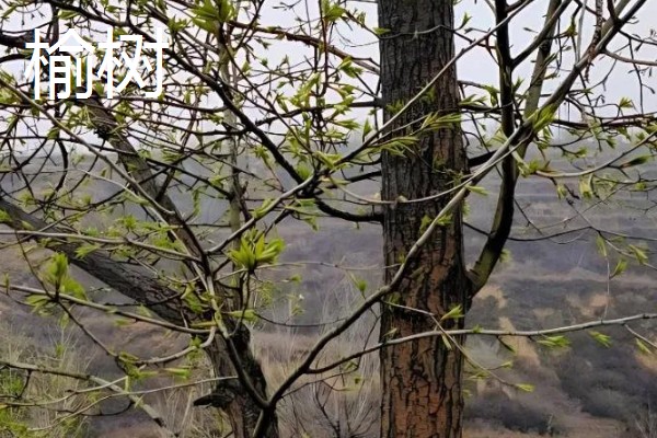 果园忌栽的树种，忌栽刺槐、柏树等
