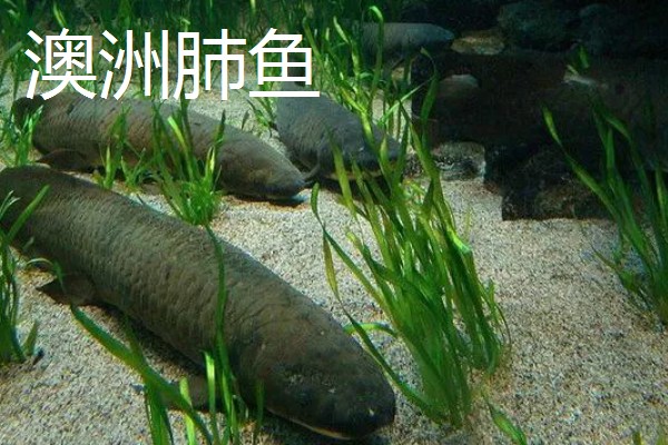 肺鱼有什么种类，分为澳洲肺鱼、美洲肺鱼等品种