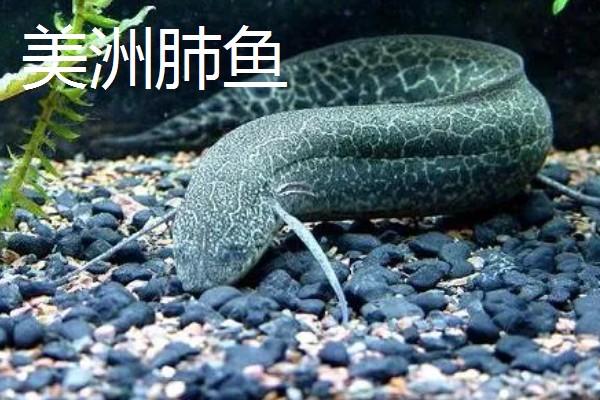 肺鱼有什么种类，分为澳洲肺鱼、美洲肺鱼等品种