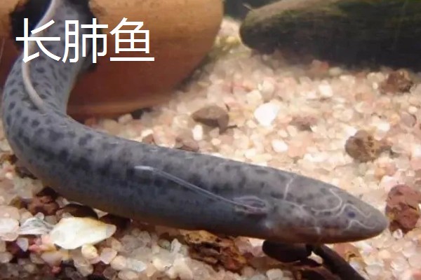 肺鱼有什么种类，分为澳洲肺鱼、美洲肺鱼等品种
