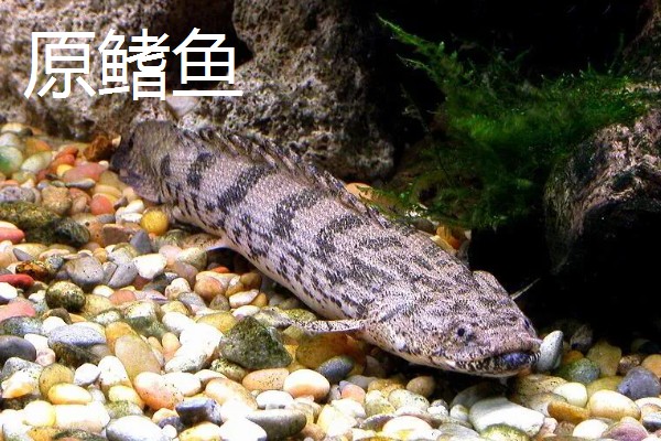 肺鱼有什么种类，分为澳洲肺鱼、美洲肺鱼等品种