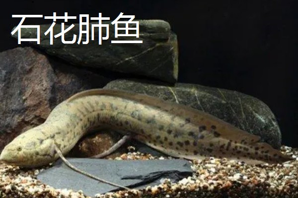 肺鱼有什么种类，分为澳洲肺鱼、美洲肺鱼等品种