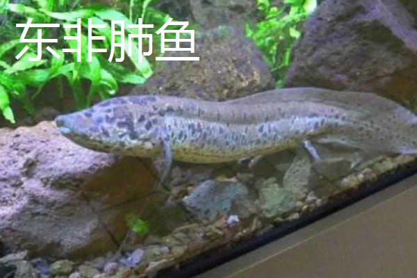 肺鱼有什么种类，分为澳洲肺鱼、美洲肺鱼等品种