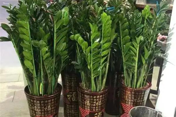 冬季金钱树的养殖方法，生长的适宜温度为20-32℃