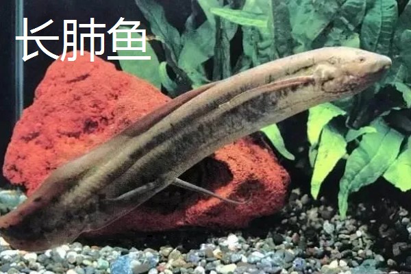 肺鱼有什么种类，分为澳洲肺鱼、美洲肺鱼等品种