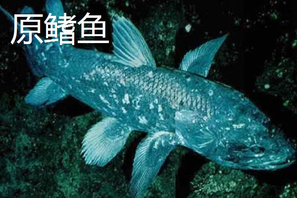 肺鱼有什么种类，分为澳洲肺鱼、美洲肺鱼等品种