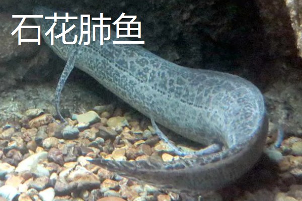 肺鱼有什么种类，分为澳洲肺鱼、美洲肺鱼等品种