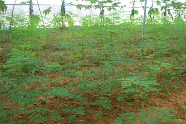 辣木籽种子的种植方法，主要以秋播为主