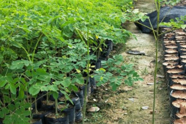 辣木籽种子的种植方法，主要以秋播为主