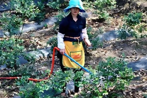 奥尼尔蓝莓有哪些特点，其果实个头大且果肉的质地硬