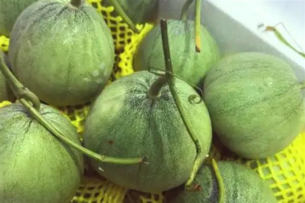 绿宝甜瓜在几月份成熟，在每年的5-8月份成熟