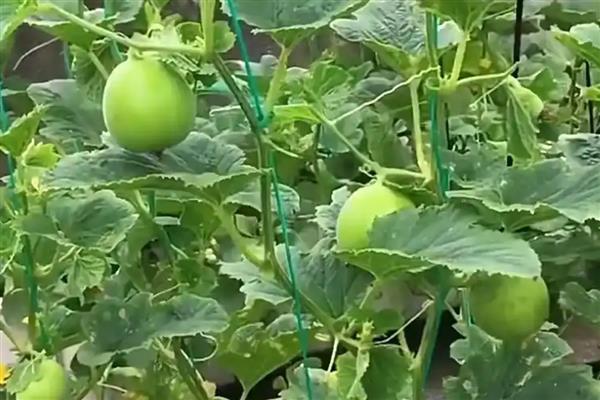 绿宝甜瓜在几月份成熟，在每年的5-8月份成熟